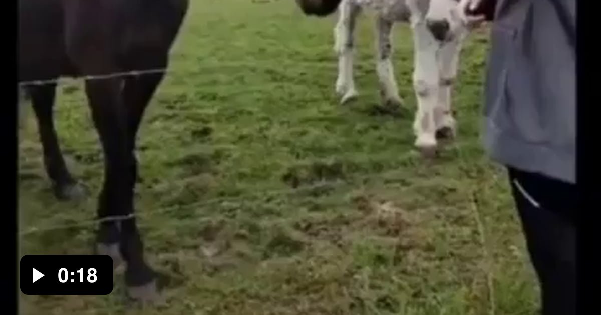 Donkey laughing at dog 9GAG