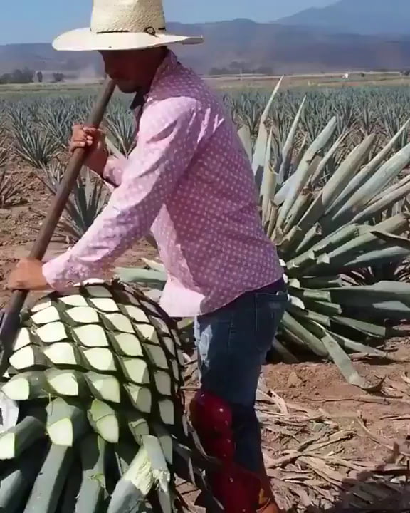 This guy cutting Agave plant.... 9GAG