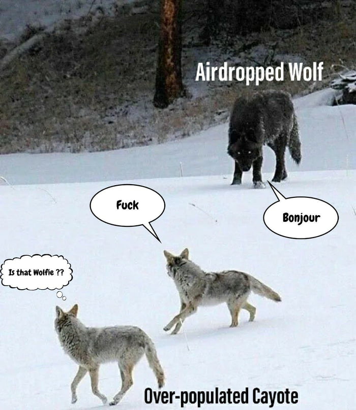 Wolves Were Airdropped In Yellowstone National Park 9gag 0282