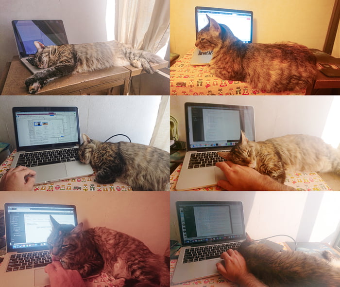 Tita, my beloved cat, 14 years old, passed away today of cancer. She