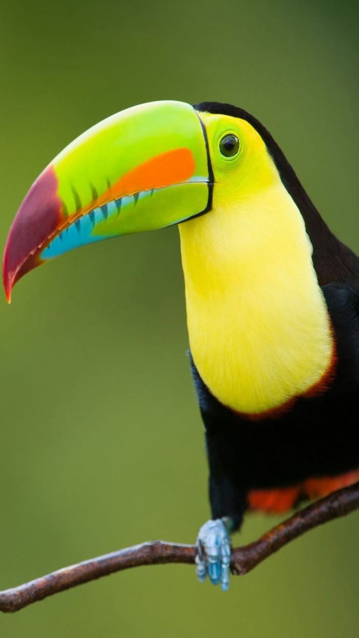 Amazing And Colorful Toucan Bird 9gag