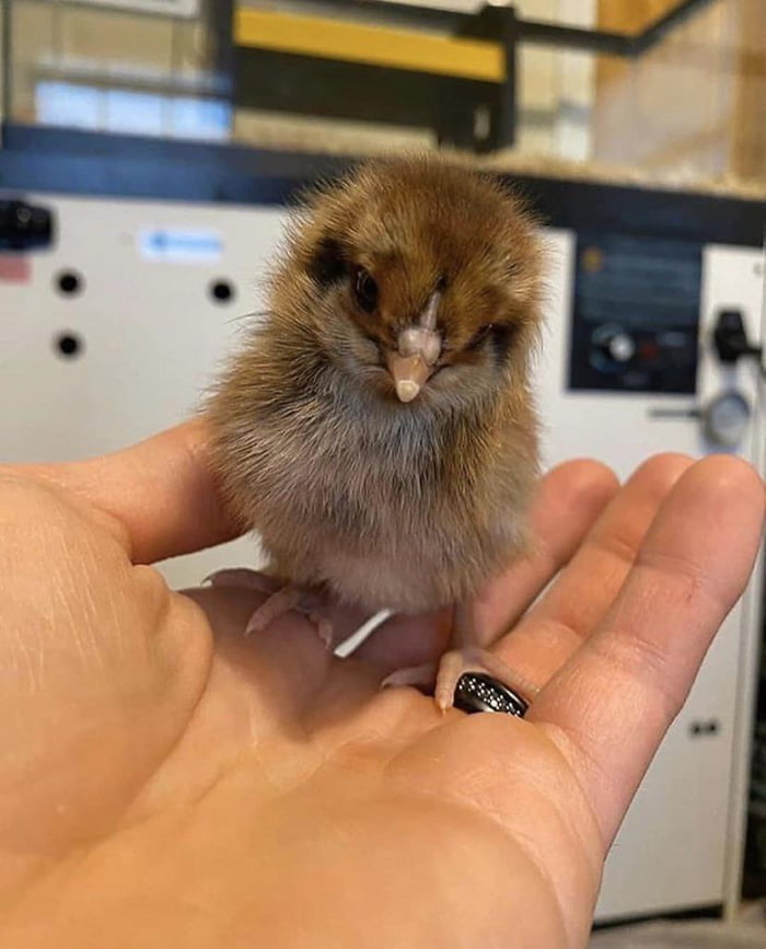 Saved up enough to afford an assistant 9GAG