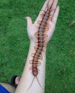 biggest millipede in the world