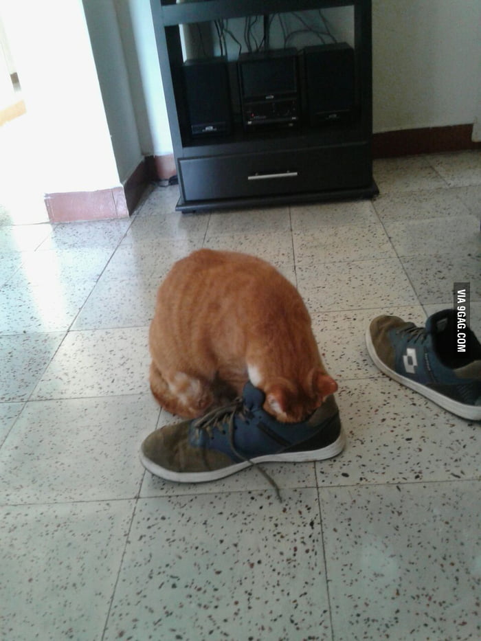 Why Does Cats Like Smelly Shoes 9gag