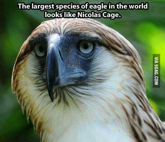 Just gonna leave this here - 9GAG
