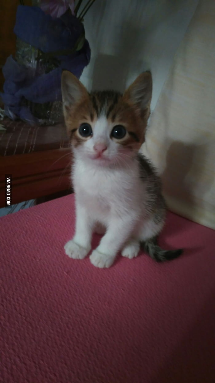 I just got this little fella, I need a name... Anyone? - 9GAG