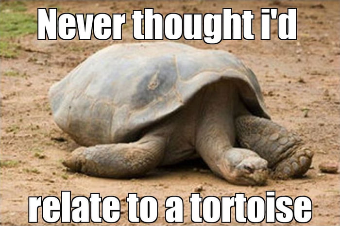 Depressed Tortoise - 9GAG