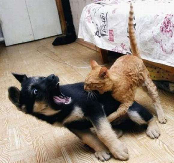 A Puppy Dog Bitten By A Cat. - 9GAG