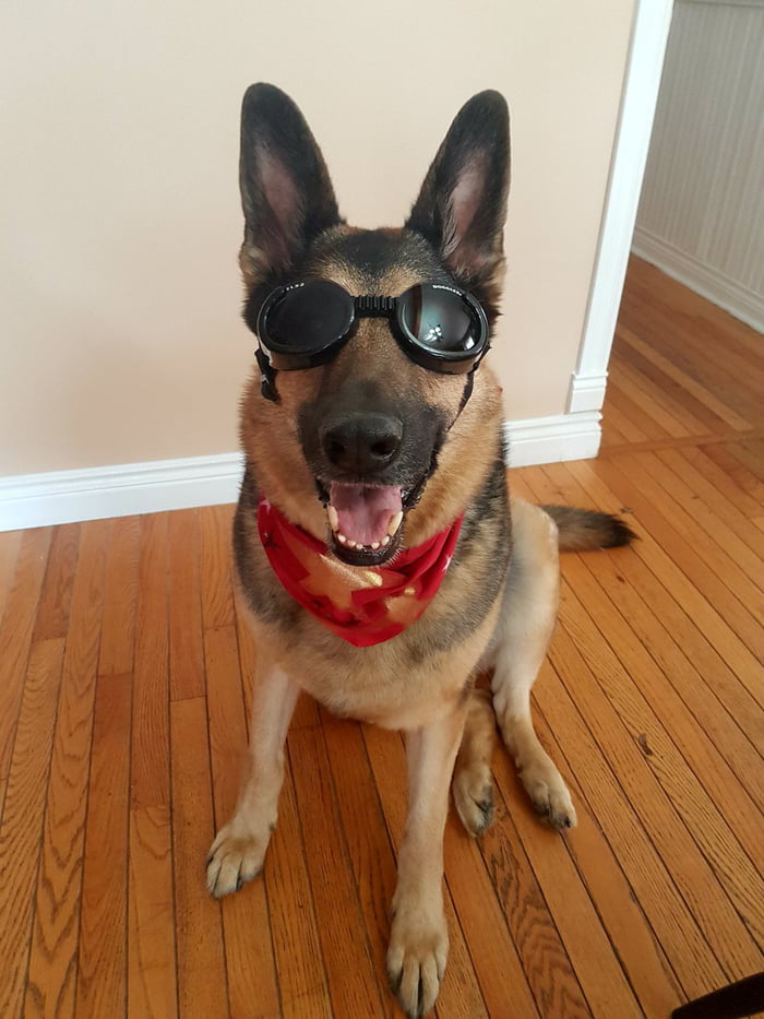 700px x 933px - This Dog's Prescription Goggles Make Him Look Like Fallout ...