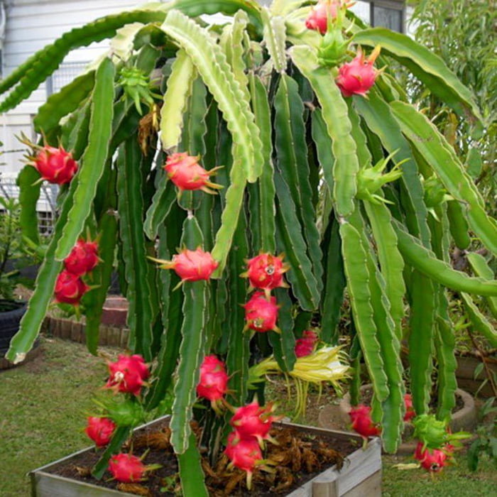 Dragon fruit looks like it's from the Pokemon world or something - 9GAG