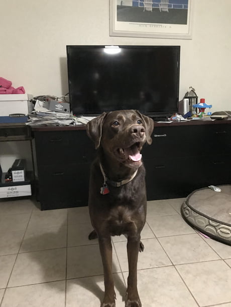 chocolate lab teddy