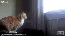 Cats that suck at jumping - 9GAG