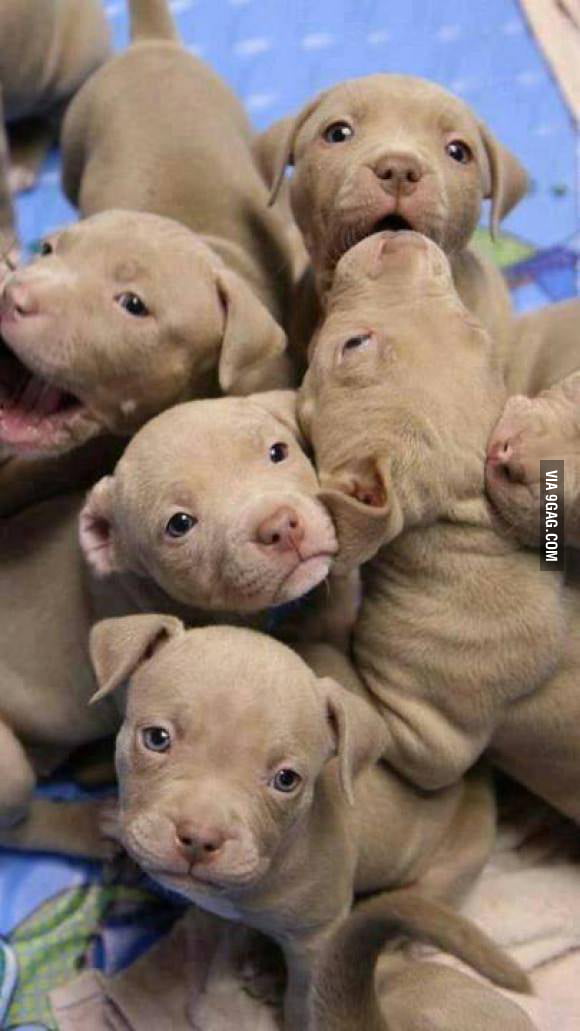 Puppies everywhere - 9GAG