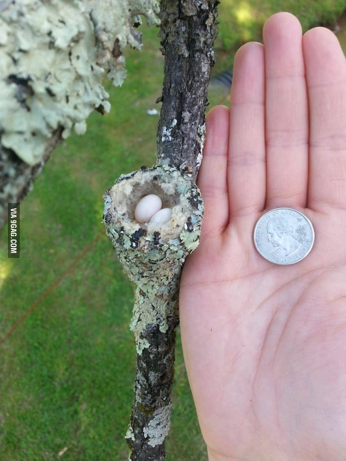Here is a hummingbird nest my wife found i don t think i ve ever seen