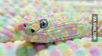 most colorful snake in the world