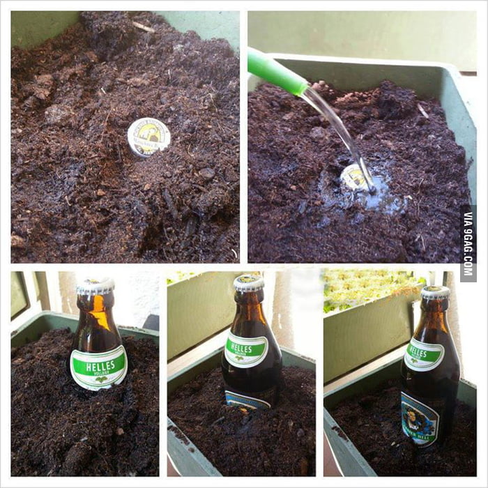How to grow a beer 9GAG