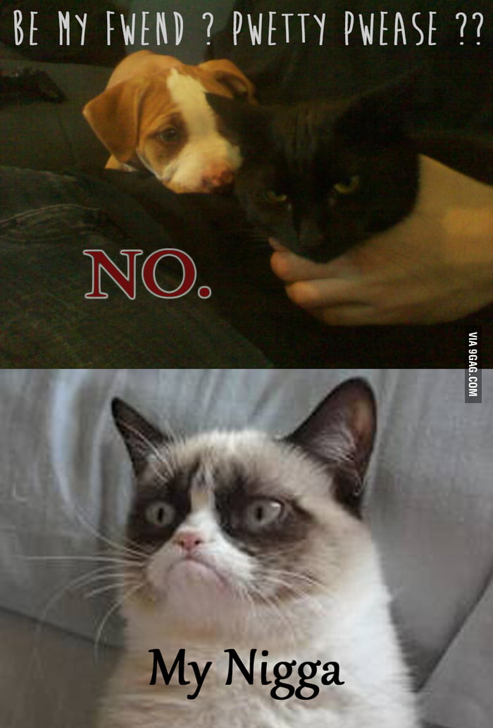 My cat is NOT happy about the new puppy - 9GAG