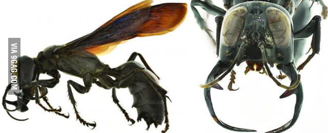 Meet the Megalara Garuda, the biggest and scariest wasp ever discovered ...