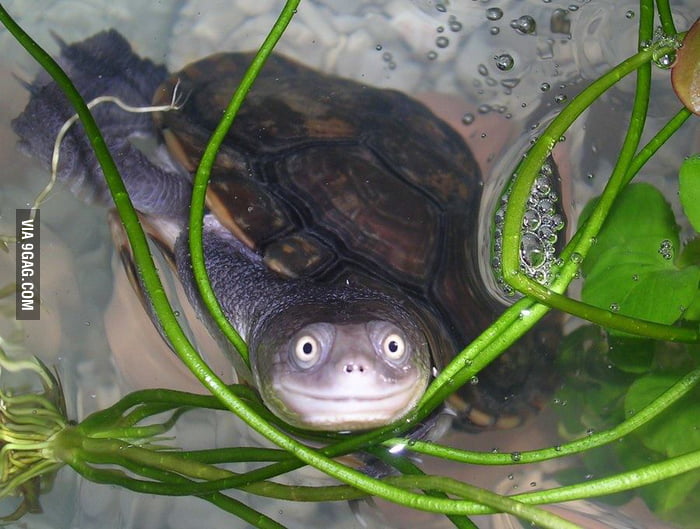 This turtle gave me a smile - 9GAG