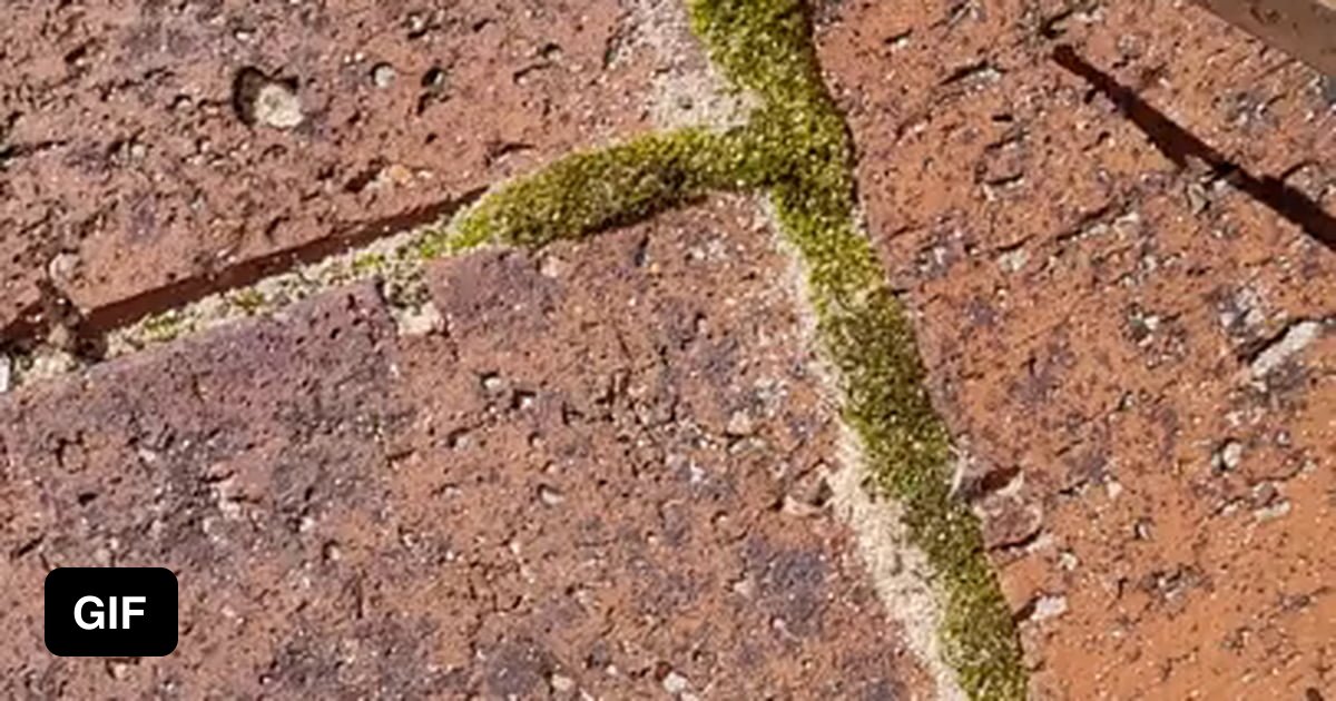 Scaping away the moss between pavers 9GAG