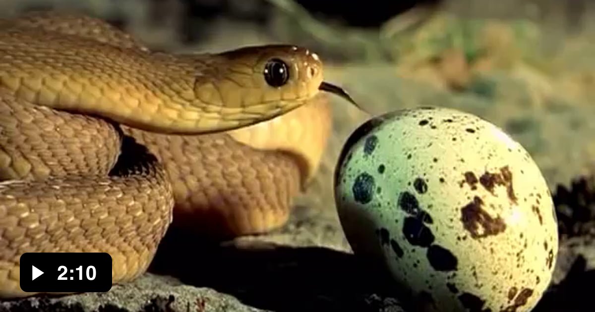 Snake Eating A Egg Bigger Then Its Own Head! - 9GAG