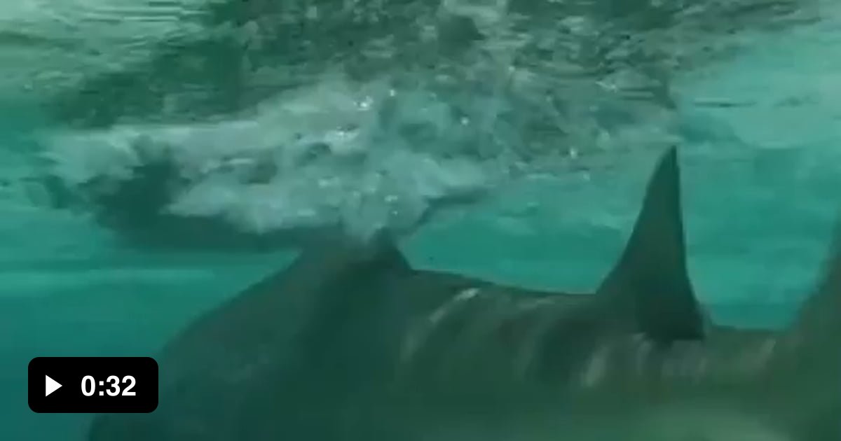 A rare video of shark giving birth. Pregnant sharks often go to shallow