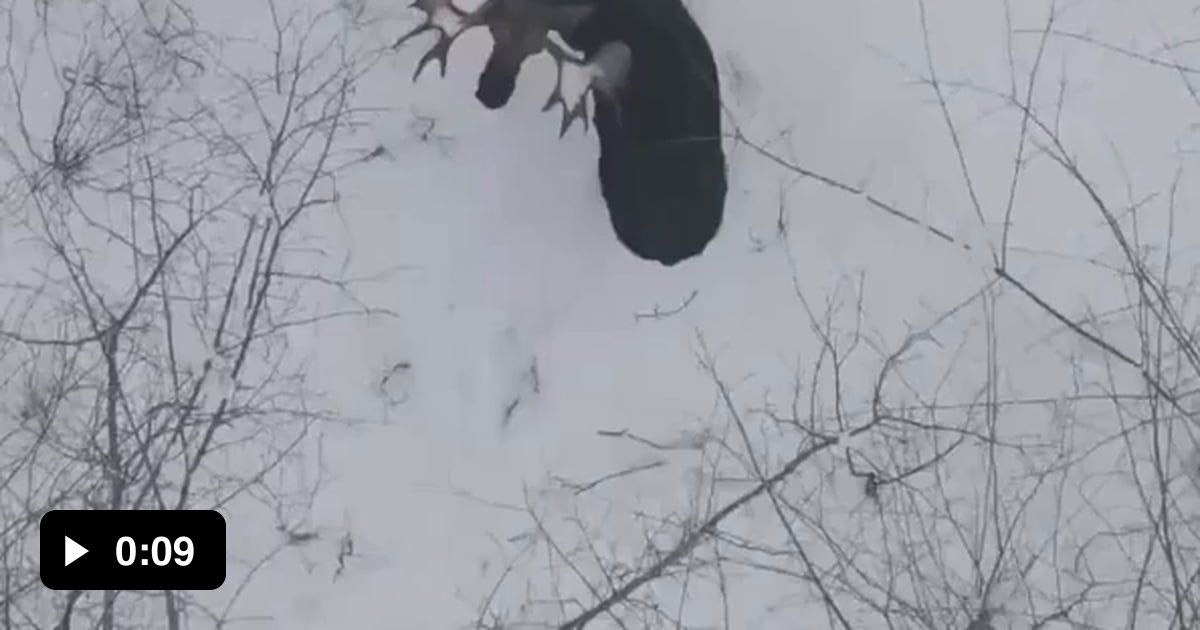 Rare footage of a moose shedding both its antlers captured with a drone(02)