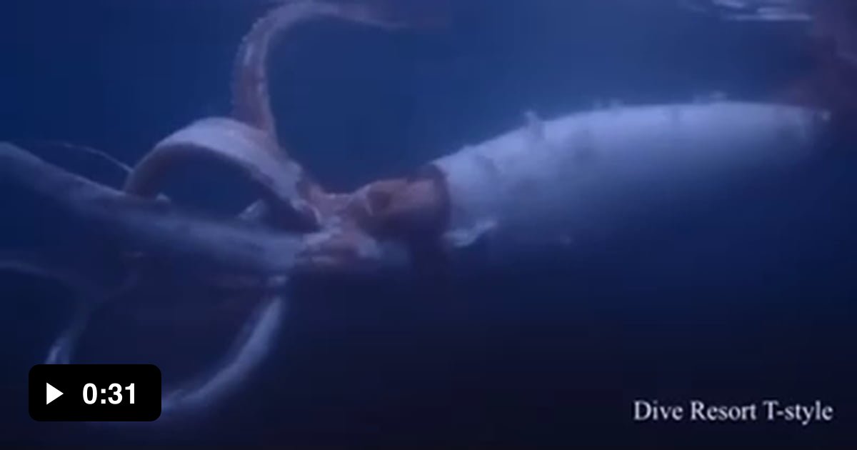 Giant squid filmed , y’all still want to go in the ocean - 9GAG