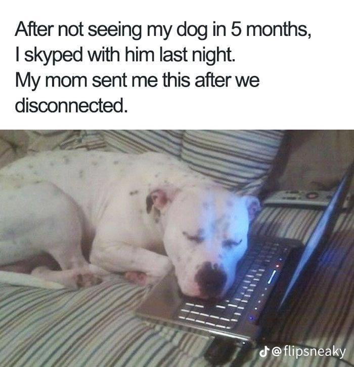 dog-falls-asleep-on-skype-9gag