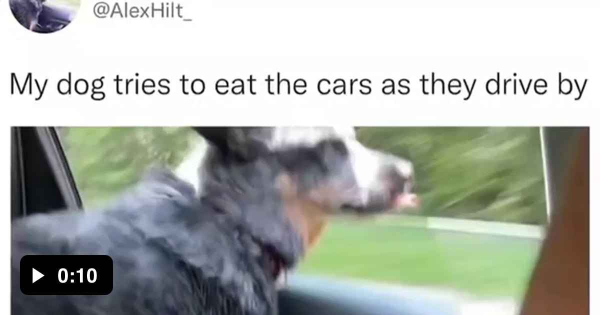 Dog tries to eat the cars as they drive by 9GAG
