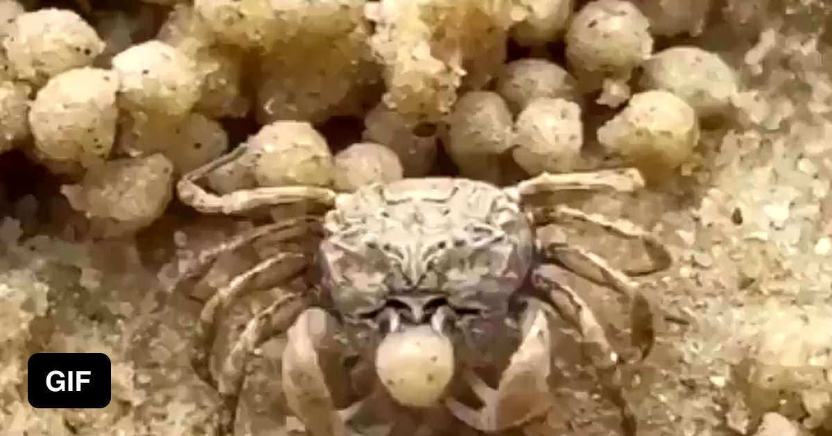 A fiddler crab making sand balls 9GAG