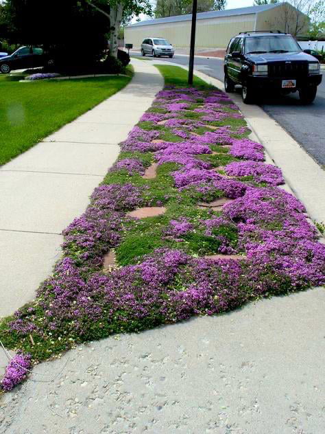 Red creeping thyme, requires no mowing, lemony scent, repels mosquitoes