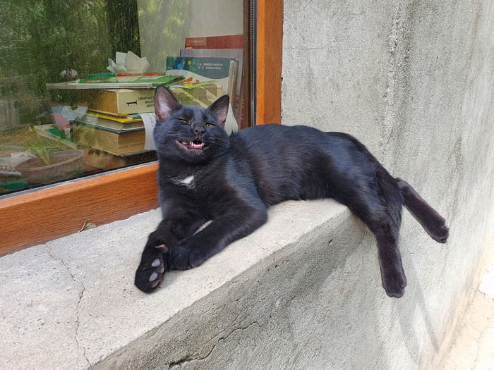 A happy cat to lift your spirits - 9GAG