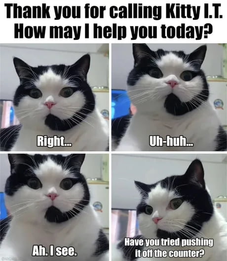 Hello, I'm your cat for today. How may I hinder you? - 9GAG