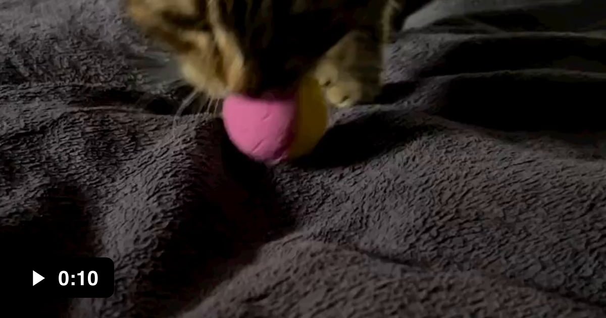 Throw the damn ball right now 9GAG