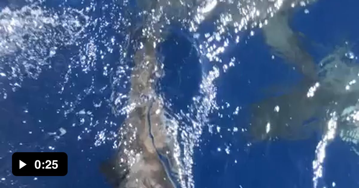 Gray Reef Sharks feeding frenzy - 9GAG