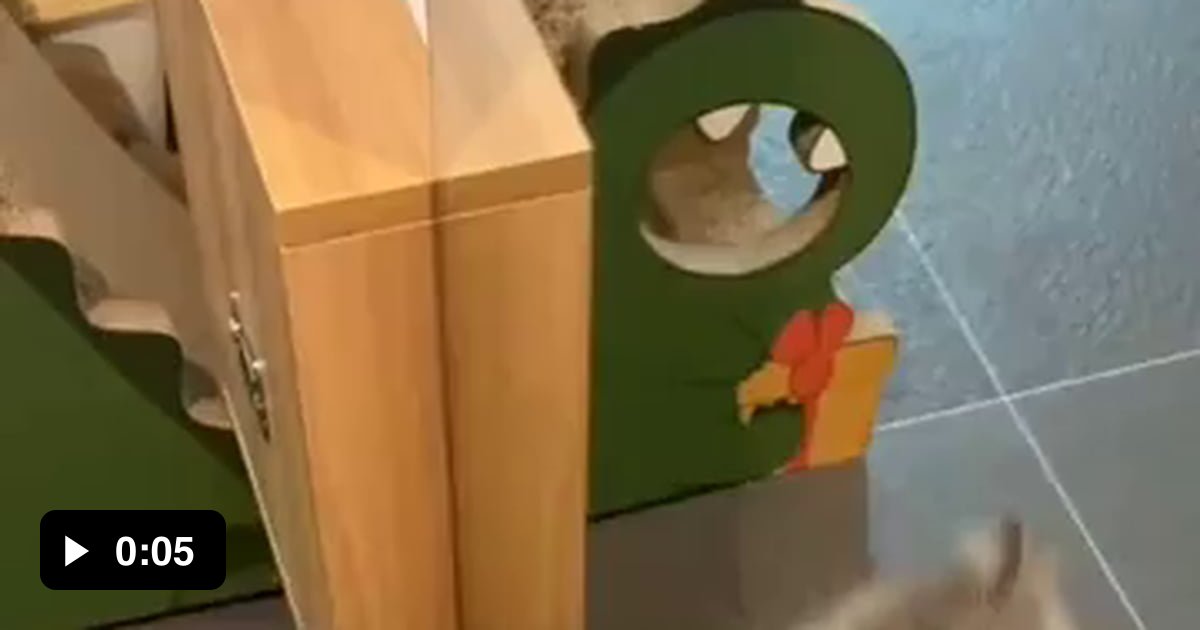 Happy cat - 9GAG