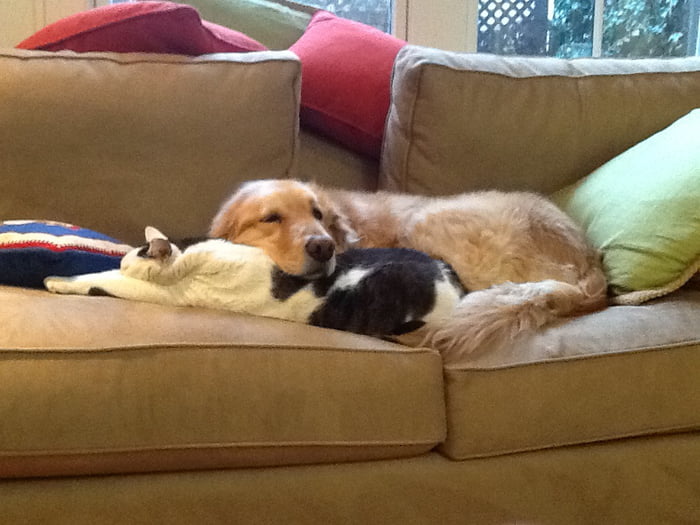 She likes using the cat as a pillow 9GAG
