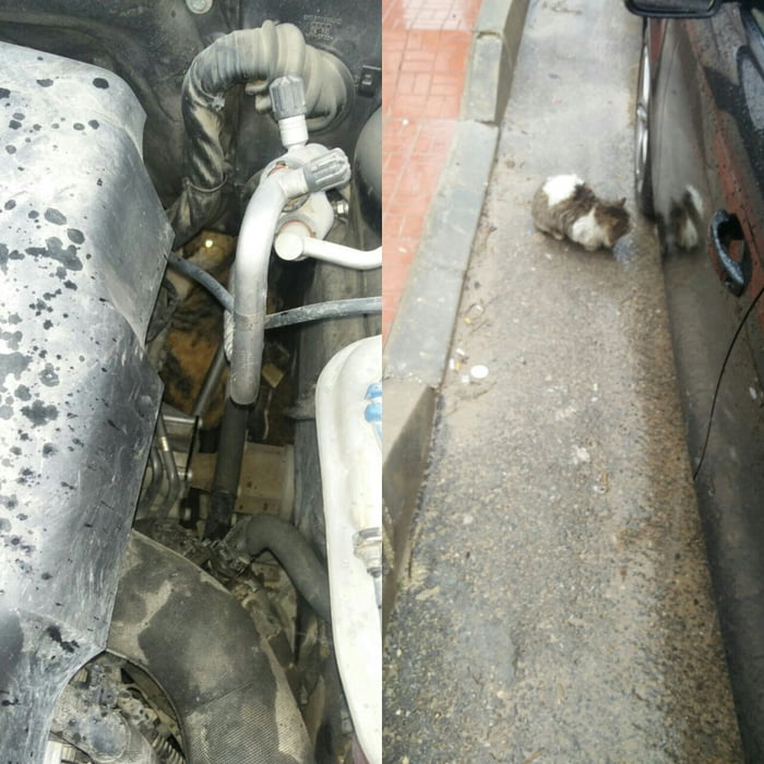 Cat stuck in the engine compartment. and her friend is staying with her