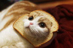 Bread Cat.. - 9GAG