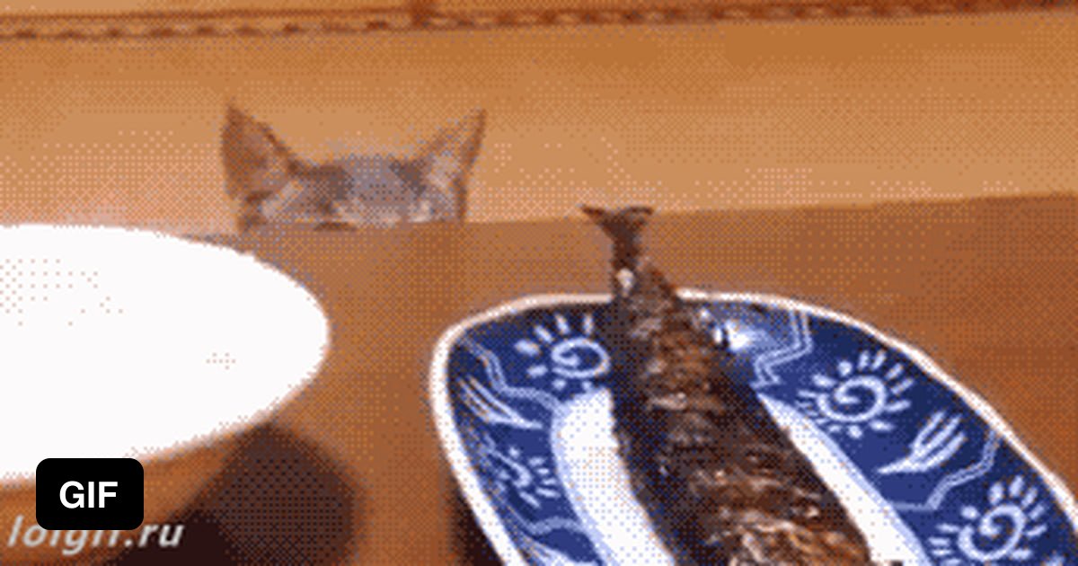 Touch tha fishy - 9GAG