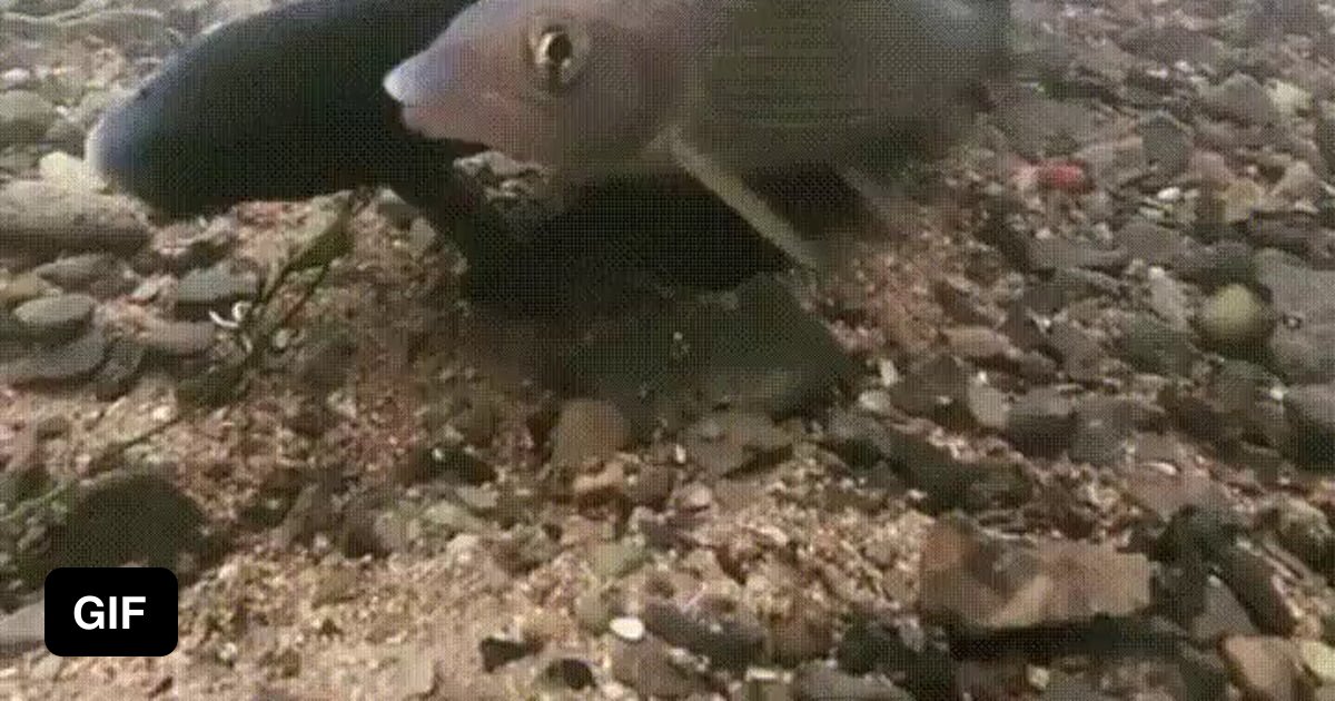 Fish having an orgasm 9GAG