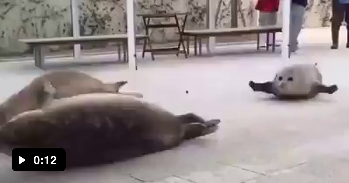 Bouncing seals. 9GAG