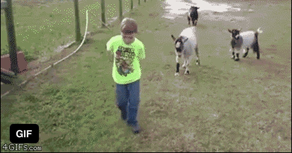 Goat headbutts a human kid 9GAG