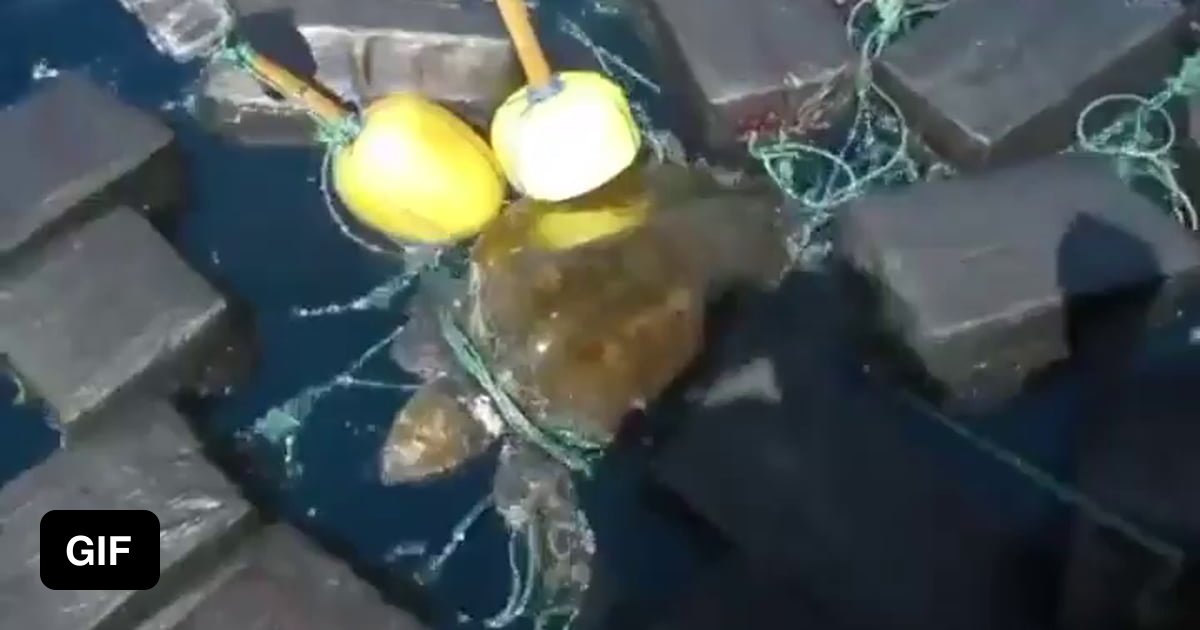 A sea turtle caught in 75 feet of rope attached to 1,500 lbs of cocaine ...