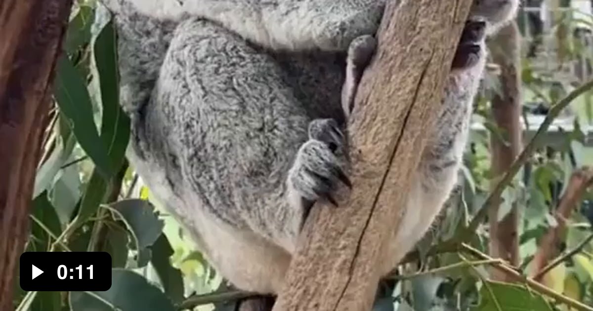 kuddle koala