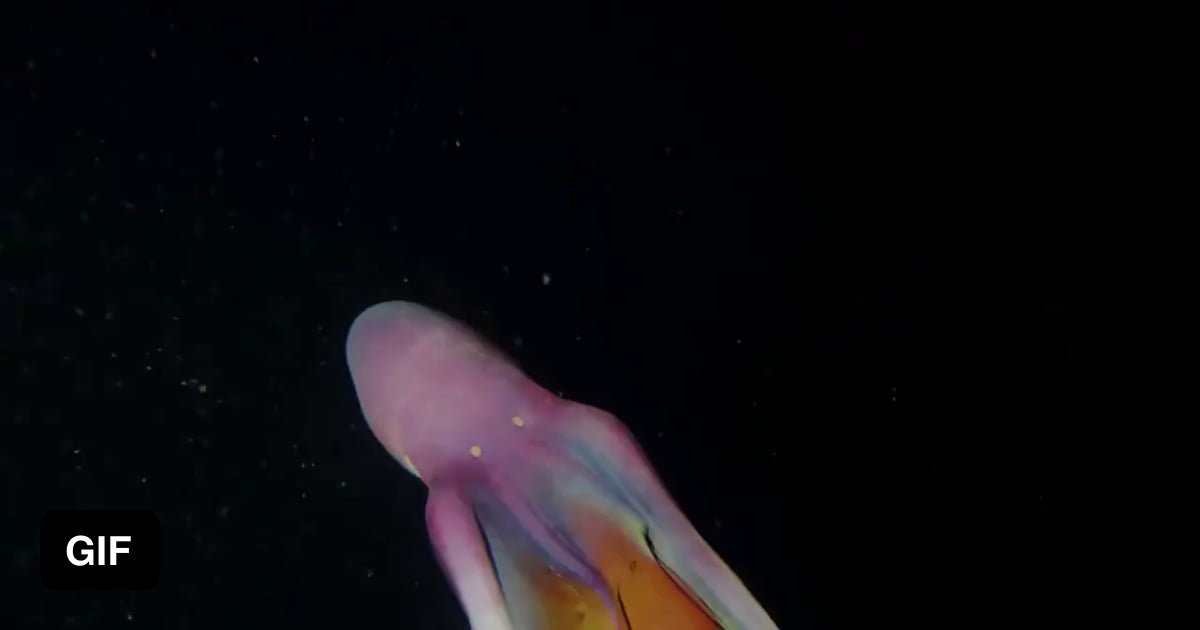 The female blanket octopus unfurls a long cape when threatened to ...