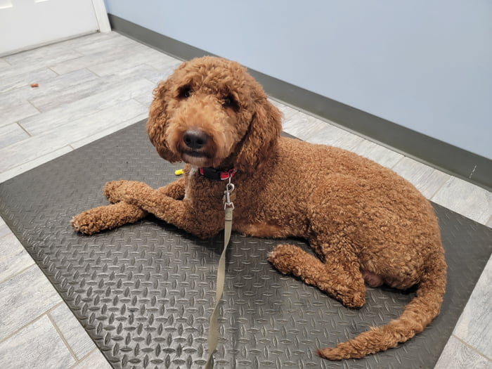 this-goodest-poor-boy-has-a-double-ear-infection-he-still-sits-like-a