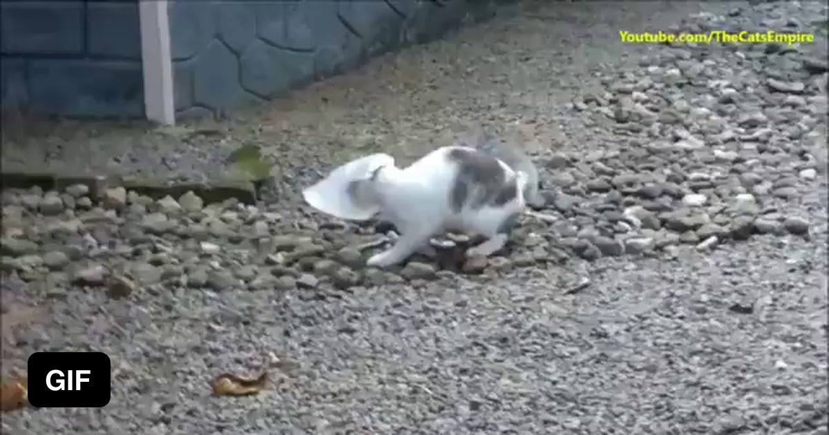 Cat gets head stuck in plastic bag 9GAG