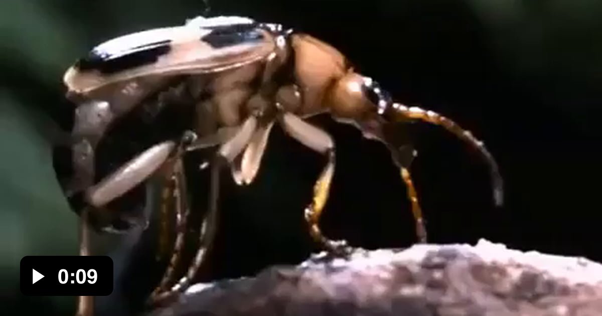 The bombardier beetle (Pheropsophus species) exterminates attackers by